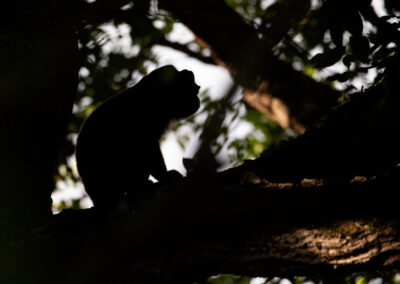 Pedasi - Playa Venao