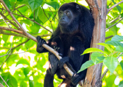 Pedasi - Playa Venao